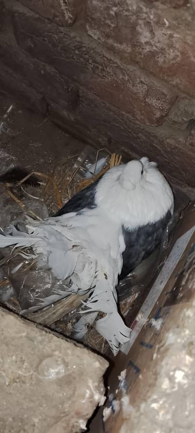 Amircan fintel sedle