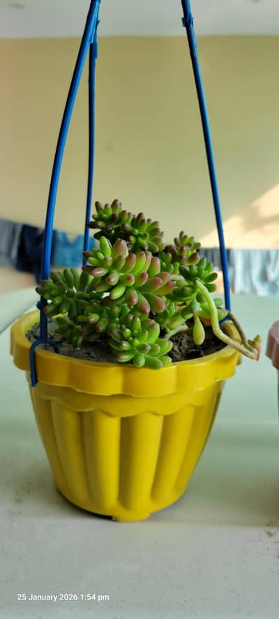 Indoor Decoration live  plants for sale. . .