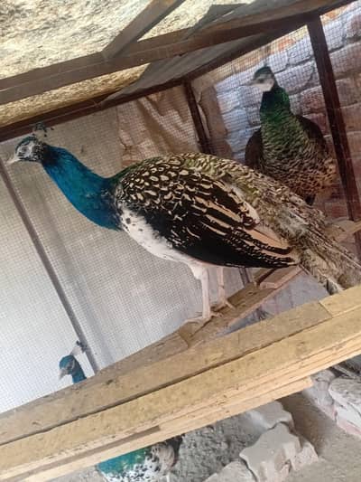 home bread young pathy