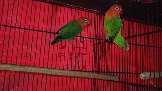 Green Opline Love Bird Breeder Pair Parrots