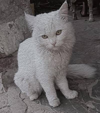 persion cat with golden eyes everything ok