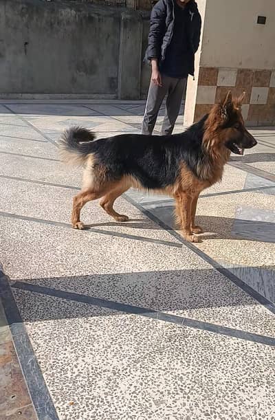 German Shepherd Male