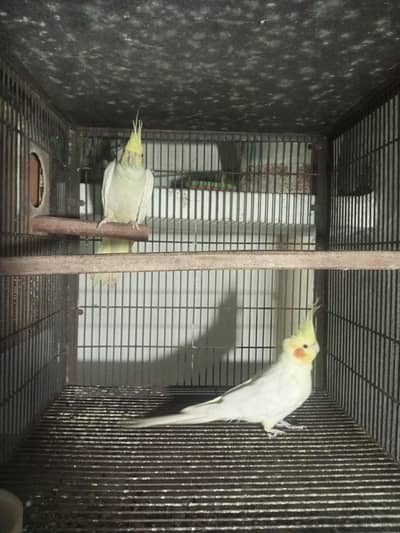 cocktail breeder male