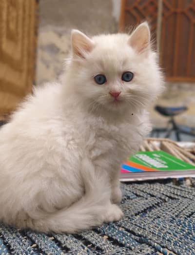 Persian cats For sale