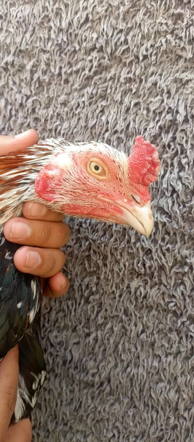 Aseel old blood rampuri breeder for sale wtsp03234687019