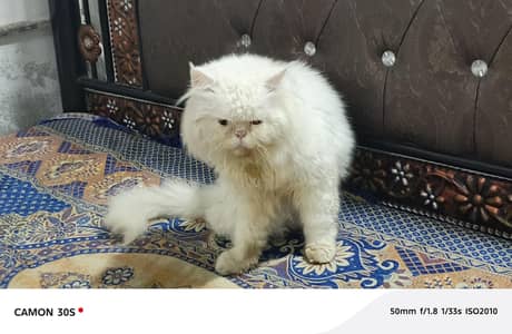 punch face stud male for sale