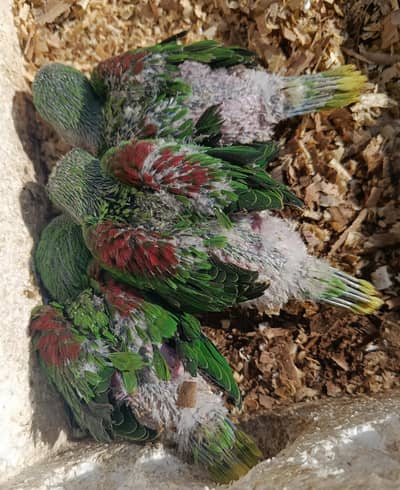Raw Parrot Babies