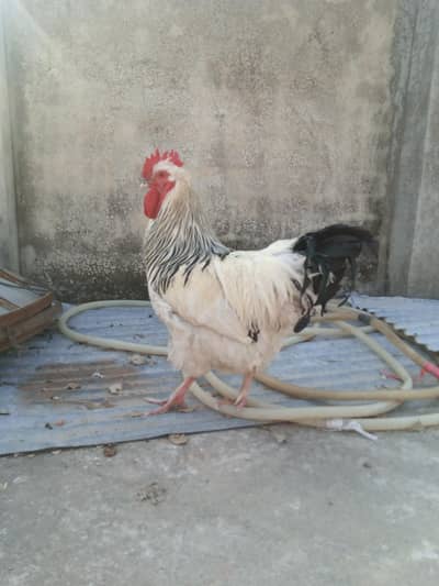 Sussex male for Sale in Shaheen Town Phase 1