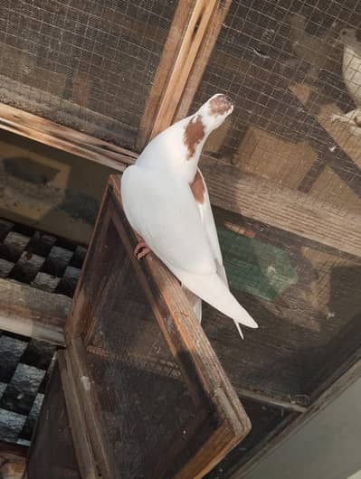 sherazi pigeon for sale