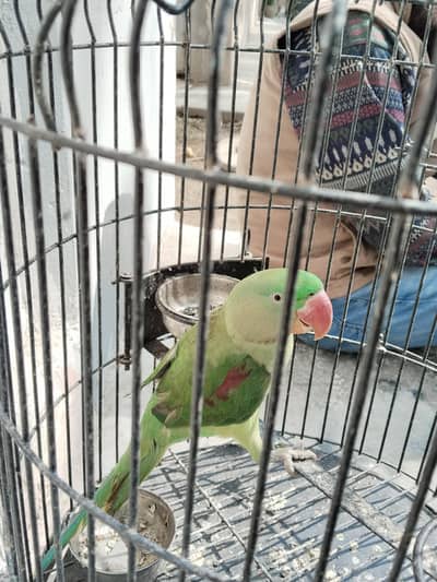Raw Green Parrot  without cage