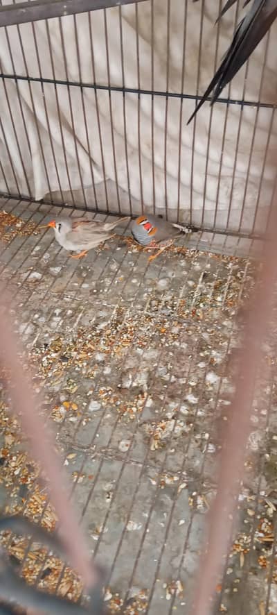 cocktail lovebird and finesse for sale