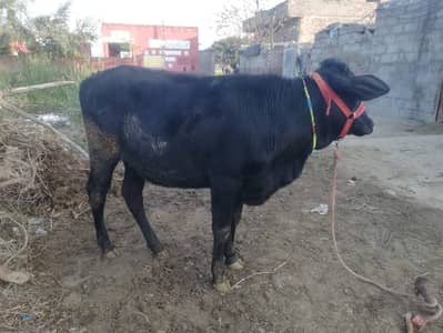 Sahiwal Fresion Valieti Mix | Wachi | Vehri | Kheeri | High Milk Blood