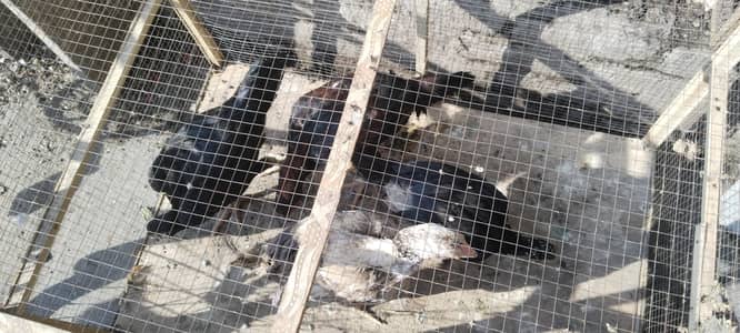 Aseel pathay pathian available