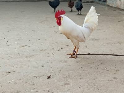 dasi murgha for sale