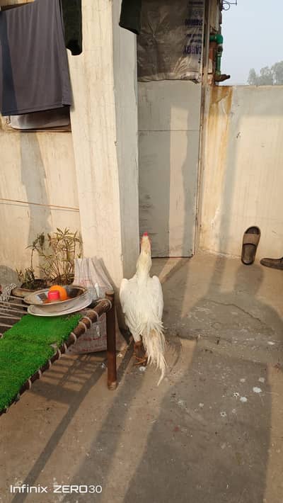 German 0 shamo breeder # breeder male # White  0 shamo