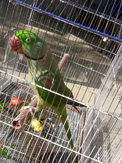 Raw Parrot | Breeder parrot | Tota | Raw Parrot For sale