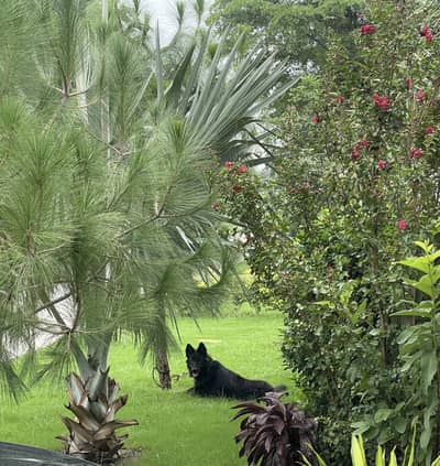 Black German Shepherd Male