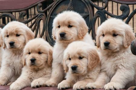 pedigree golden retriever puppies available