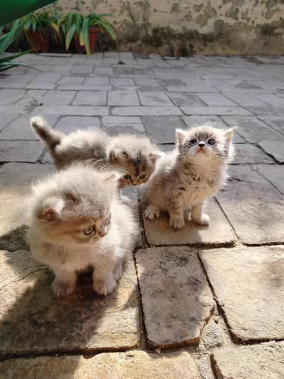 One month old kittens for sale