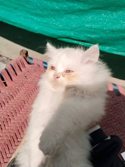 TIGER (3 MONTH) up for sale