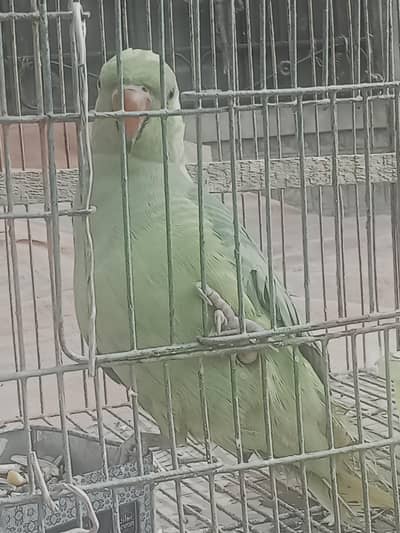 parrot