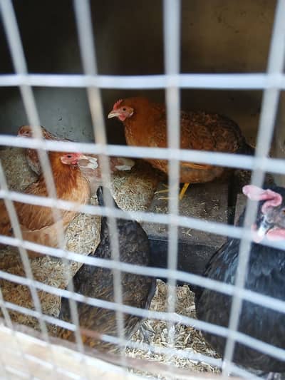 Golden Misri Hens for Sale Sub Ki sub Andy de rahi hain