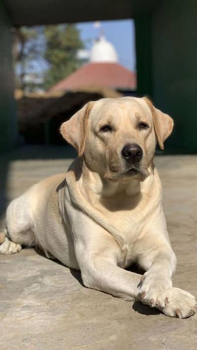 Labrador dog for sale 03374667787