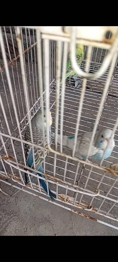Chicks of Budgies Are Available 03 22 52 96 43 2