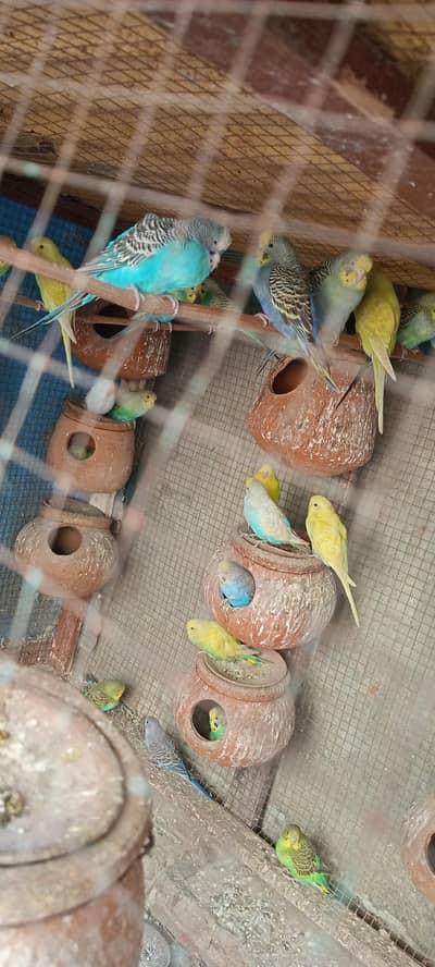 budgie colony sale with chiks