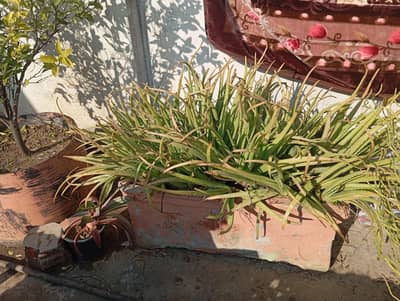 natural aelovera home plant