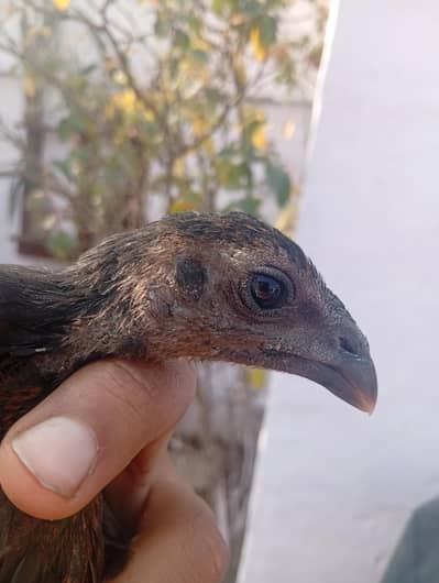 pure dragon chicks pair