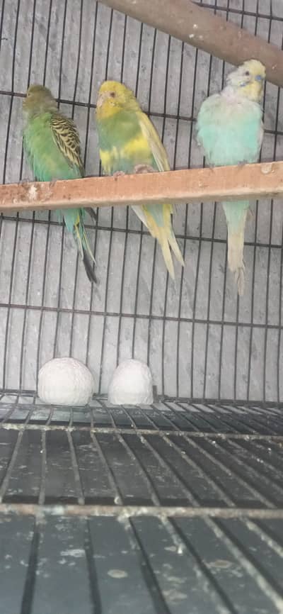 Australian Parrot For Sale