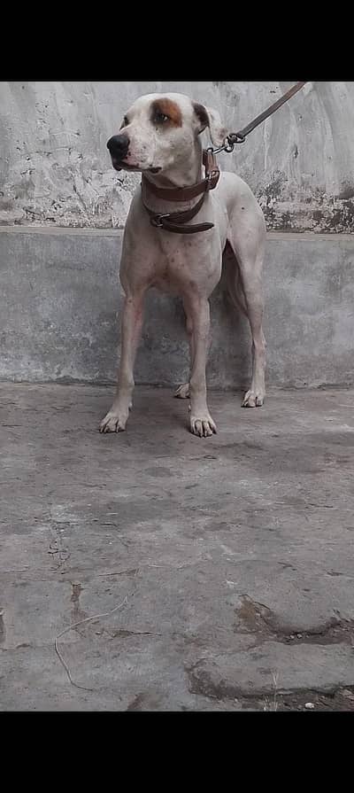 I am selling my bully male puppy