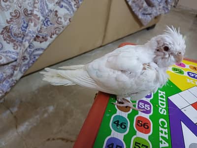 hand tame red eye eno/albino chick