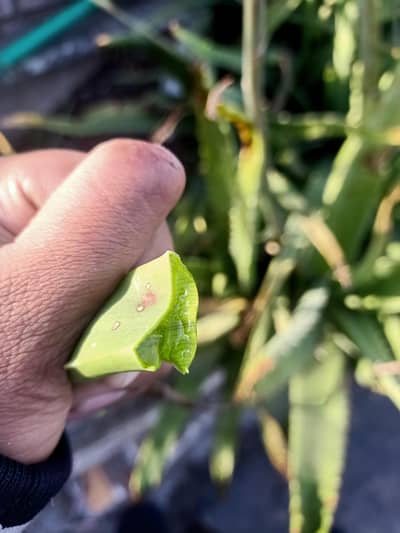 Aloe Vera Gel 100% Original  No camical  Pure Natural