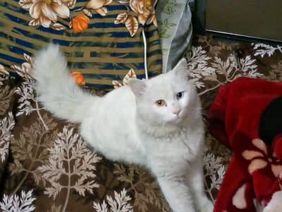 persian odd eyes stud for sale (0325)9769((575))