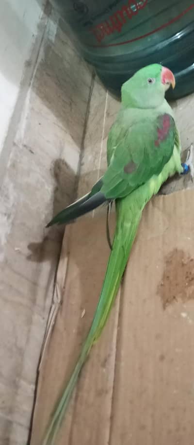 raw parrot with long tail very beautiful. best for breeding