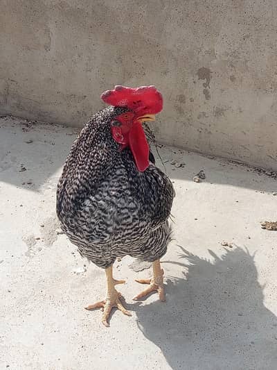 Plymouth rock chickens for sale(home breed)