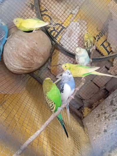 Parrots Budgies Pair 1000. (. 0328-3044910. )