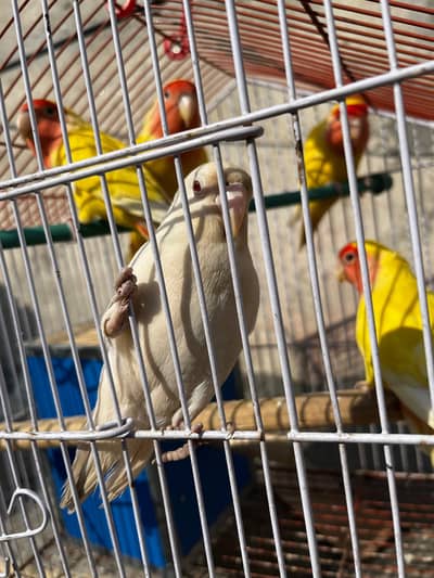Love birds and albino pairs