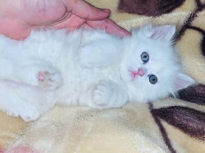Persian kittens