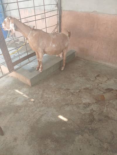 pregnant goat