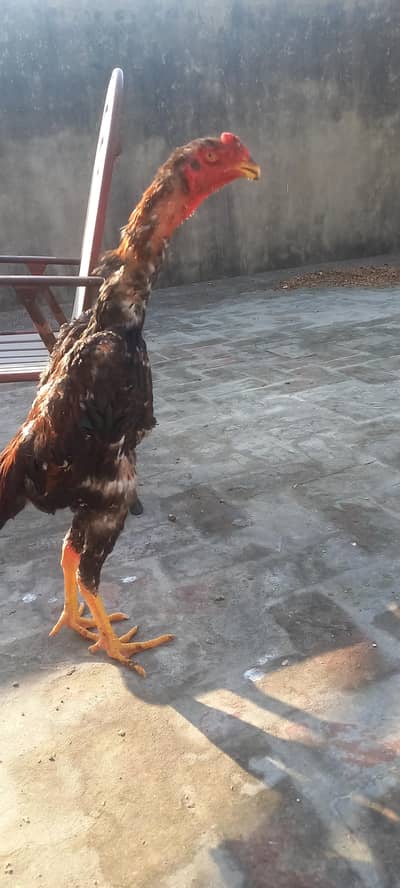 Shamo Pair and Burmi patha