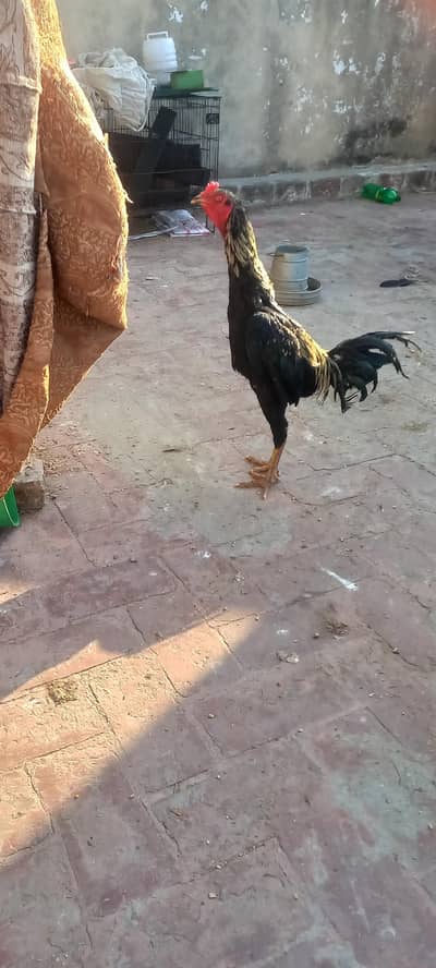 Shamo maadi and Burmi patha