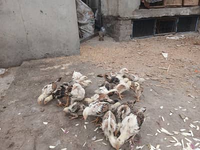 Aseel chicks
