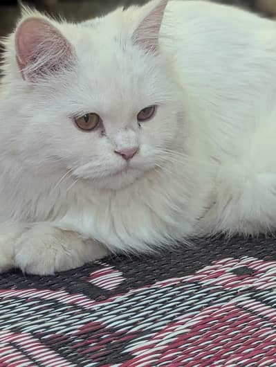 Pure Russian Female Cat – 10 Months | Very Cute & Healthy