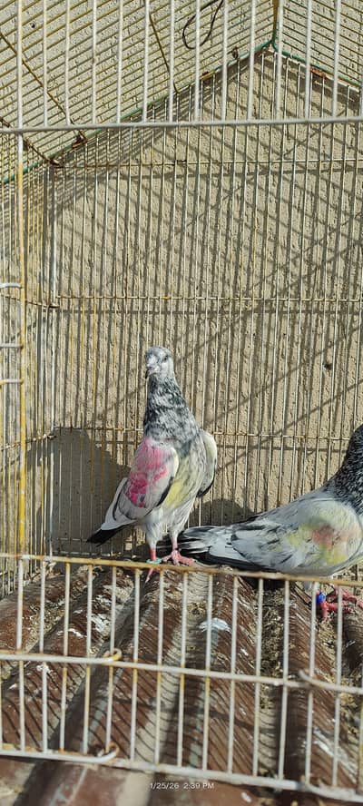 breeder pairs and one flyer