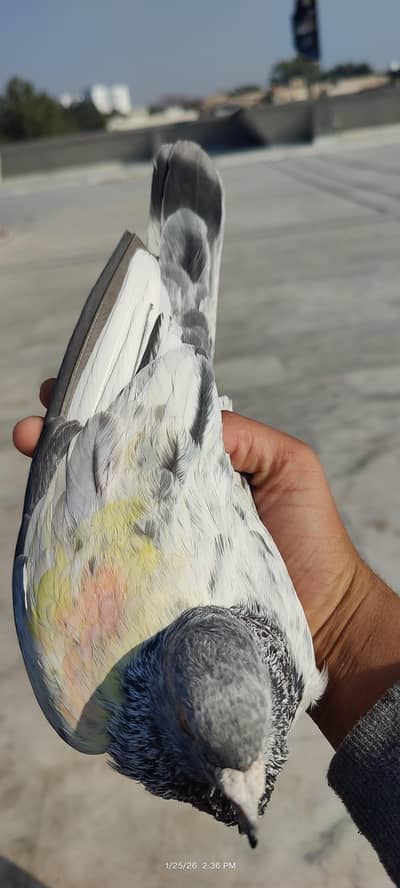 breeder pairs and one flyer