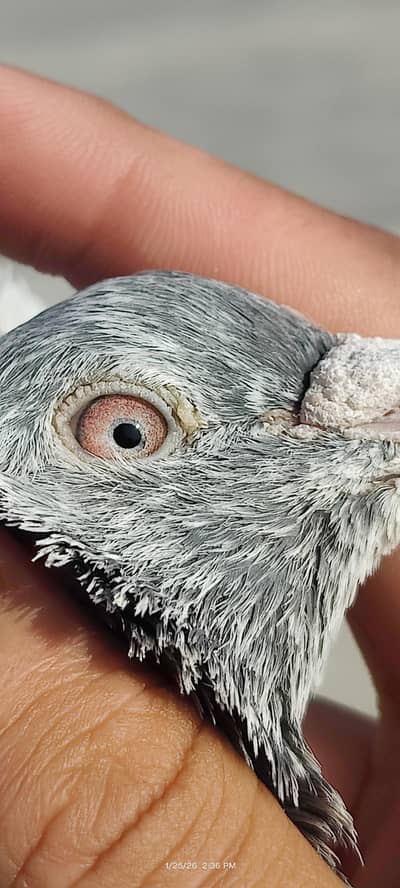 breeder pairs and one flyer