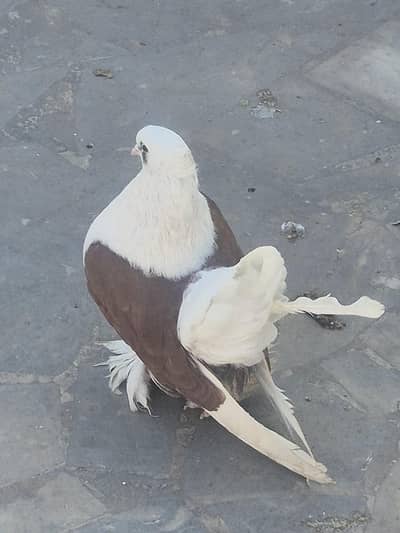 Red saddle king size breeder male